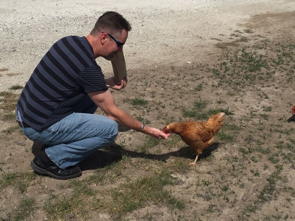 Happy Chickens