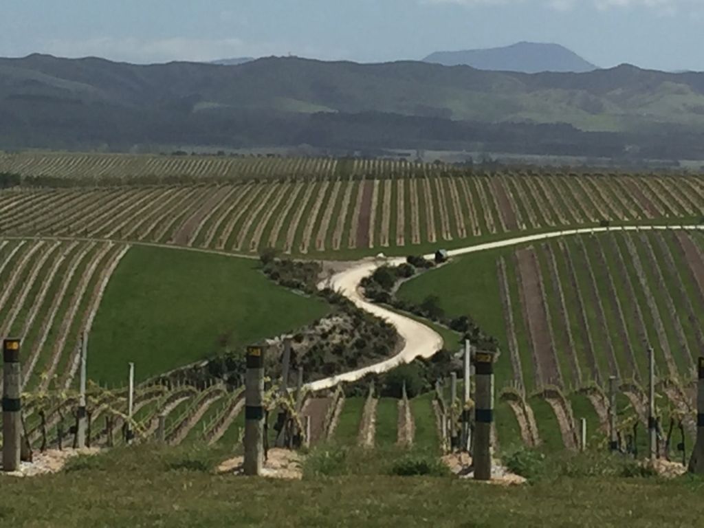 View of Yealands vineyards from the sea cliff
