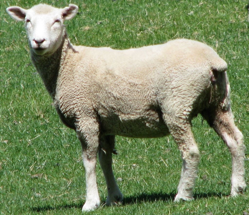 Resident of farm adjacent to Mission vineyards