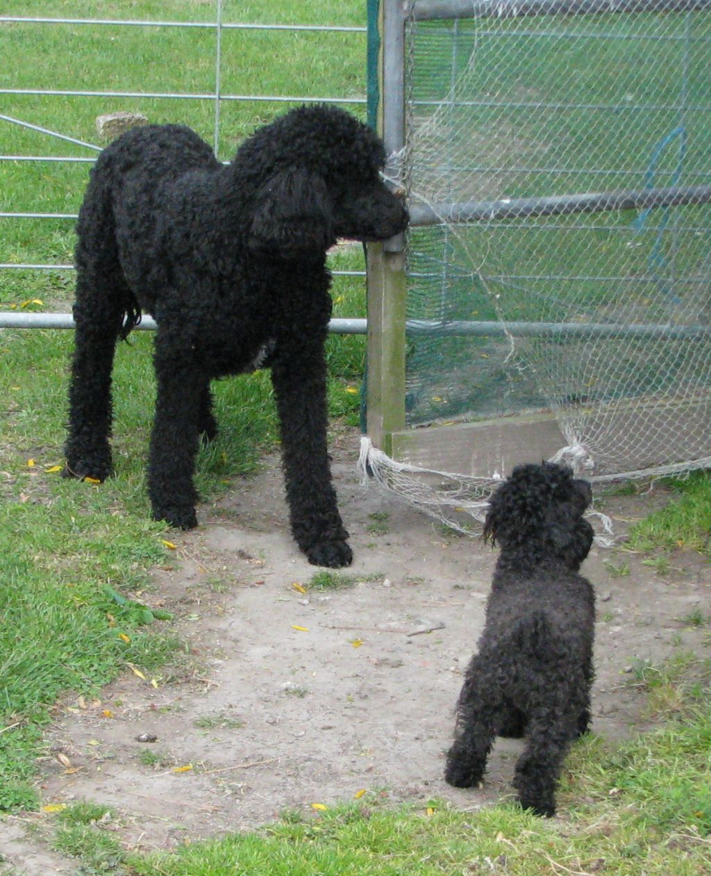 Alfie and Malta herding chickens