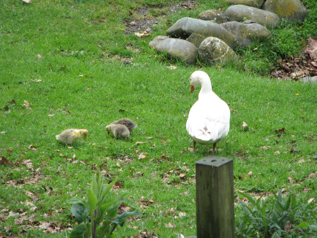 Mother Goose and goslings at Neudorf