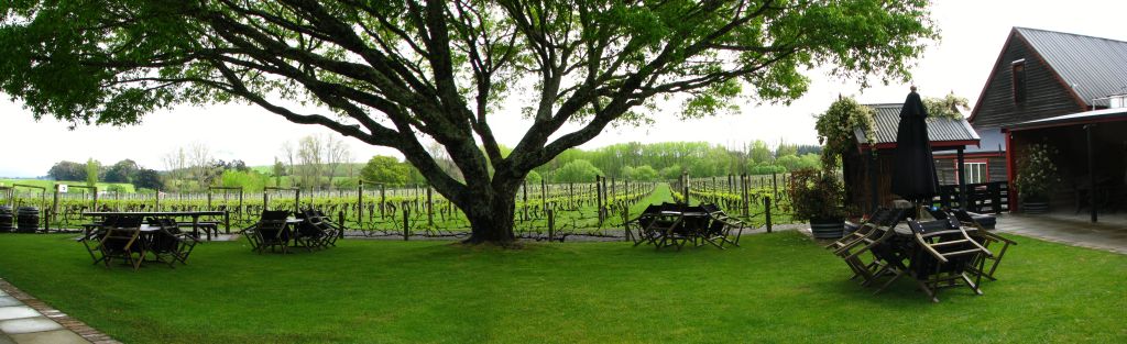 Neudorf Vineyard from the back porch