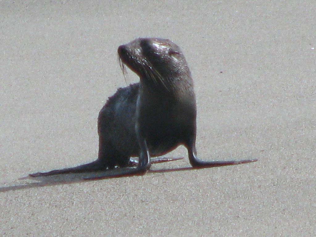 Sea lion on Tasman Sea beach